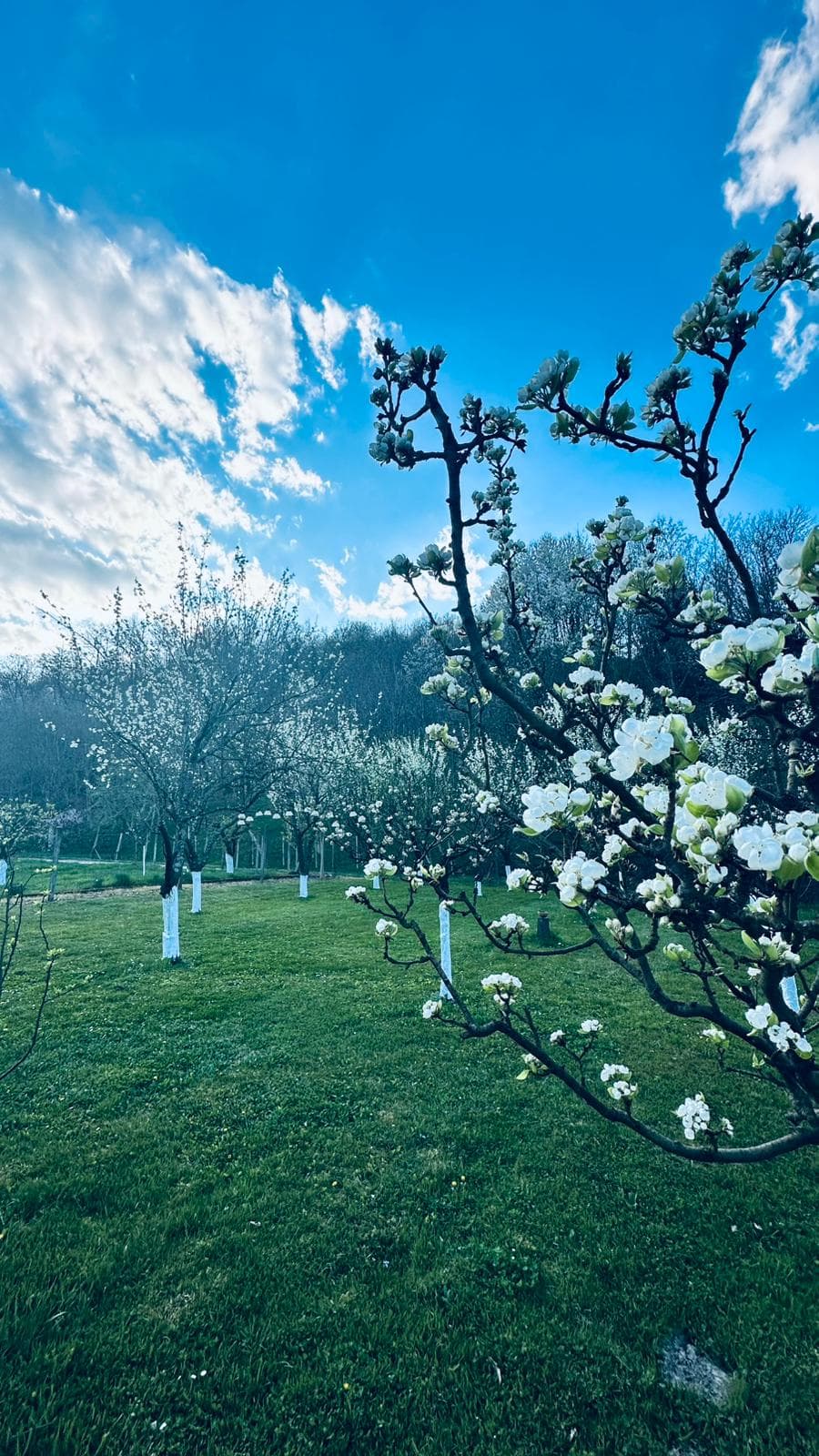 additional_orchard